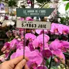 Arco de Ferro Estilo Vintage para Jardim, Inserções, Etiquetas e Placas Florais para Marcadores de Plantas, Decorações de Jardim e Enfeites para Vasos de Suculentas