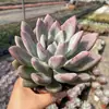 Base de planta suculenta autoproducida y autovendida al por mayor suculentas pequeñas combinación de flores plantas en maceta plantas carnosas Lithops Haworthia