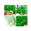 Semillas de Verduras al por Mayor, Semillas de Fresa, Semillas de Tomate, Semillas de Verduras, Bolsas al por Mayor de Semillas de Frutas, Semillas de Calabaza, Venta al por Mayor de Semillas