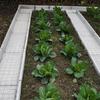 Placa de Trincheira para Horta, Placa de Trincheira para Jardim, Placa de Pavimentação para Pátio de Horta, Placa de Trincheira para Vegetais, Placa de Trincheira de Solo para Vegetais