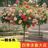 Rosa Enxertada em um Tronco de Árvore Pirulito, Rosas Perfumadas Multicores, Rosas Europeias Grandes para Todas as Estações, Plantas em Vasos para Varanda e Jardim