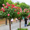 Arbusto de Rosas con Forma de Árbol de Paleta Multicolor para Balcón, Rosa de Árbol Viejo Estilo Europeo con Fragancia Fuerte, Florece en Todas las Estaciones, Adecuado para Jardín y Cultivo en Maceta