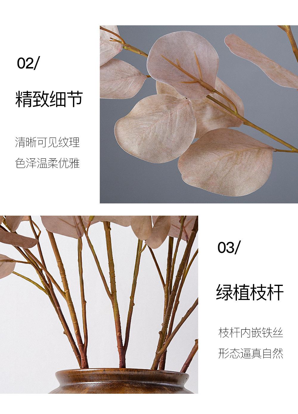 中枝尤加利详情图