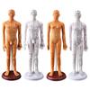 Modelo de cuerpo humano de hombre y mujer con meridianos súper claros de 50 cm, modelo de meridiano de cuerpo humano, modelo de punto de acupuntura de bronce de medicina china