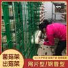 Rack de Grelha para Cultivo de Cogumelos Ganoderma Lucidum e Auricularia Auricula, Rack de Plantio Interno para Estufa, Rack de Cultura para Sala de Cultivo de Cogumelos, Malha para Cultivo de Cogumelos
