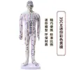 Folha de Cobre para Acupuntura Uso Doméstico Medicina Tradicional Chinesa Silicone Modelo de Diagrama de Meridianos do Corpo Humano com Pontos de Acupuntura