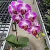 Mudas de Orquídea Phalaenopsis com Hastes Florais e Botões, Orquídeas em Vasos, Mudas Grandes, Plantas de Interior para a Sala de Estar, Fácil de Manter o Ano Todo