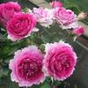 Mudas de rosas, trepadeiras, plantas com flores, plantas verdes em vasos de flores extragrandes, suco de rosas para as quatro estações, rosas de videira de varanda