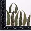 Hojas de Helecho Hojas Reales DIY Planta Espécimen en Relieve Marco de Fotos Pegamento Funda de Teléfono Vela de Aromaterapia Material Venta al por Mayor