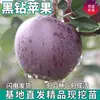 Plántulas de Manzano Diamante Negro de una Pieza para Envío Directo para Plantar en Patios del Norte y del Sur, Plantas en Maceta, Plántulas Injertadas de Fruta Extra Grande Enanizadas
