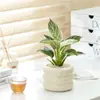Planta de Mesa em Vaso Pessoa Preguiçosa Purifica o Ar Florais Internos Sala de Estar Escritório Plantas Verdes Estilo Ins Escandinavo Casa Nova