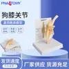 Modelo de Esqueleto de Perro Material Artificial de PVC Articulación de Rodilla de Perro Ligamento Curvado Hueso de la Pierna Clínica Veterinaria Mascotas Adornos