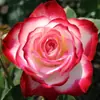 Plántulas de Rosa Gypsophila Ultra Finas, Plántulas de Rosas Florecientes, Florales de Maceta de Cuatro Estaciones, Plantas Trepadoras, Rosales y Plantas Verdes