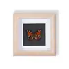Especímenes de Mariposas Reales Raros y Preciosos (Mariposa Pavo Real) en un Marco, Decoración Moderna de Madera para el Hogar, Decoración Creativa de Mesa
