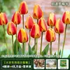 Resistencia al FríoTulipán Holandés Hidropónico Planta de Floración Cuatro Estaciones Planta Verde Flores en Maceta para Sala de Estar Apto para Principiantes