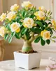 Rosa de pétalos dobles, planta del desierto, planta en maceta, planta de floración de cuatro estaciones, tolerante a la sequía, adecuada para patio, interior, balcón, bonsái, fácil de cuidar y florece