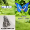 Especímenes de Mariposas Reales para Práctica, Mariposas Originales con Alas Sin Abrir, Materiales DIY para Espécimenes de Insectos, Mariposas Monarca, Insectos Originales, Mariposas Cola de Golondrina