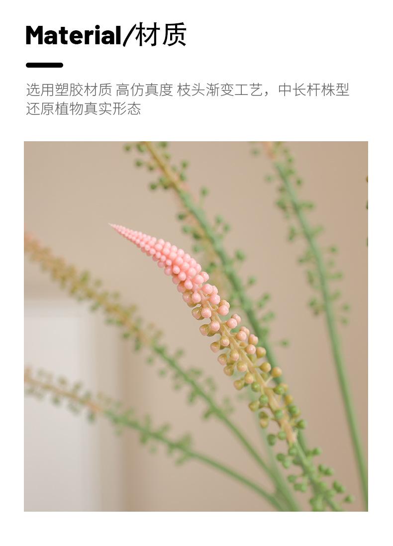 斯哥马尾草_02.jpg