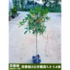 Plántulas de Osmanthus, Osmanthus de Cuatro Estaciones Floraciones Grandes, Patio de Agosto Nativo Palo Alto Elixir Dorado Pabellón Tianxiang Madera de Áloe Plantas de Maceta de Suelo
