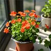 Planta de Centella Asiática en Flor para Atraer Riqueza, Planta Hidropónica para Escritorio de Oficina, Flor de Planta del Dinero para Cultivo en Agua Interior