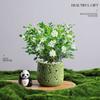 Árvore da Fortuna Plantada em Vaso Desktop Planta Criativa Enfeites Florais de Escritório e Plantas Verdes Coco Rico Funcho Pequeno Bonsai