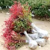 Nandina domestica en maceta Nandina roja bonsái esquejes de enverdecimiento patio exterior planta resistente al frío plántula Nandina domestica Nandina azul