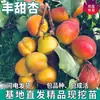 Mudas de Damasco Doce de Peça Única para Dropshipping, para Plantio no Norte e no Sul, Plantio nas Quatro Estações, Mudas de Damasco com Frutas Extra-Grandes Enxertadas, Plantas em Vasos