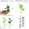 3 Piezas de Hierba del Dinero con Hojas de Moneda de Cobre, Plantas Verdes Pequeñas en Maceta para Decoración de Escritorio
