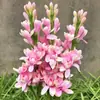 Bulbos de Nardo, Plántulas de Jazmín de Noche, Plantas Perennes de Aroma Fuerte, Flores Fáciles de Cultivar para Jardines Interiores y Exteriores en Todas las Estaciones