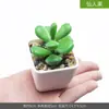 Planta suculenta artificial em vaso flor artificial armário de vinho mesa pequenos enfeites plantas verdes escritório mesa de trabalho sala de estar decorações para casa
