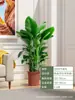 Planta de Dinero en Maceta para Sala de Estar, Maceta Grande para Oficina, Planta Verde Grande Fácil de Cuidar que Atrae Prosperidad para Regalo de Inauguración