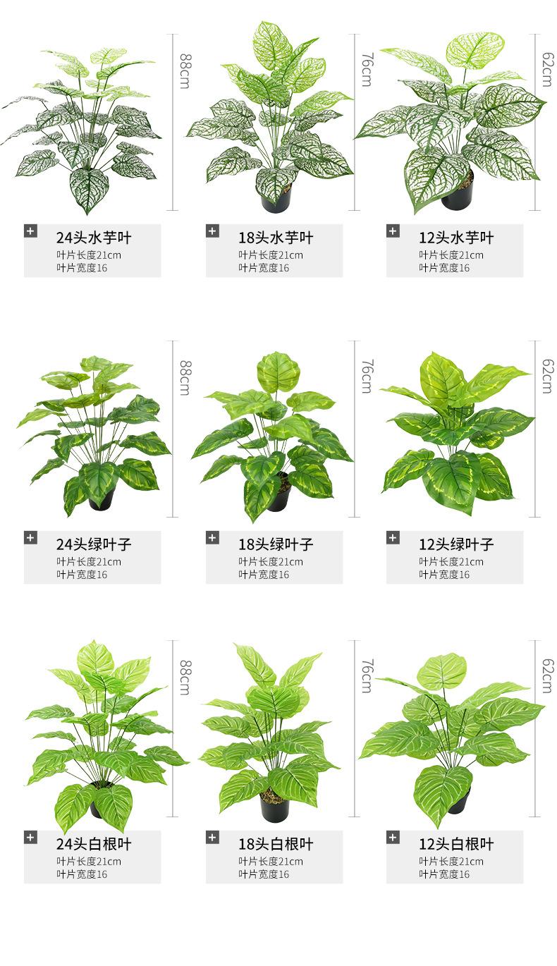 绿萝_09.jpg