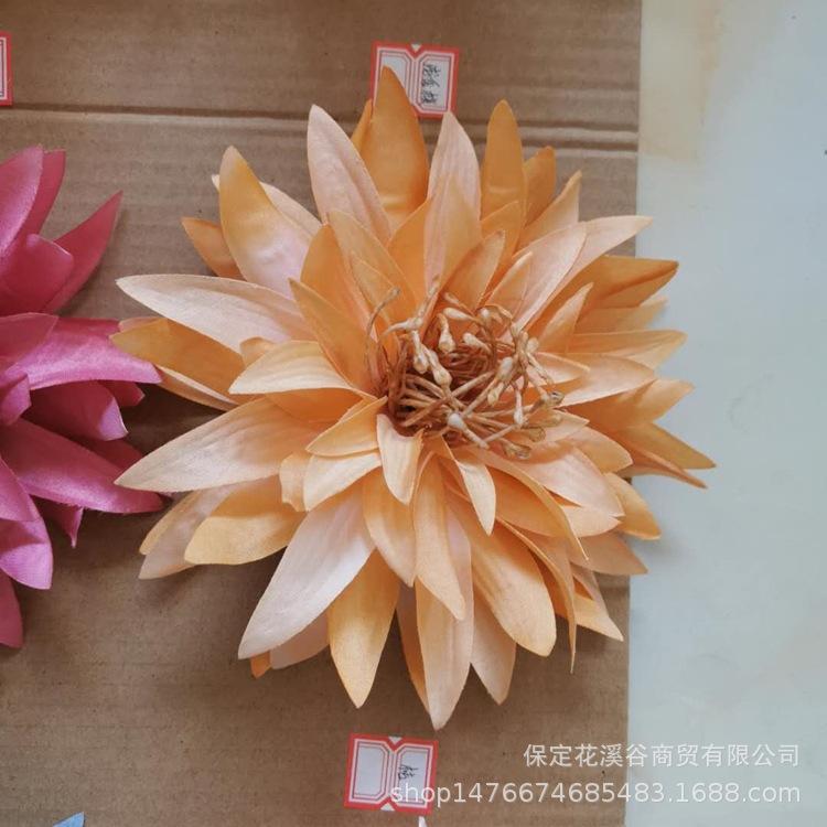 3头大爪菊-桔色