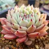 Plantas Suculentas de Tamaño Grande, Imprescindibles para Principiantes, Fáciles de Cuidar, Flores Suculentas Verdes Grandes de 8 cm para Macetas, Venta de Liquidación