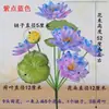 Flores de loto artificiales, loto biónico, hojas y vainas de loto falsas para decoración en la sala de estar, flores de tela de seda para ofrecer a Buda, flores decorativas