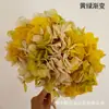 Hortensia de Hojas Grandes PerpetuaFlores de Hortensia Perpetua Vendidas por Kilogramo