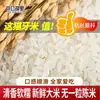 Arroz Grano Largo Diente de Gato Arroz Pueblo Natal de Bao Gong Paquete de 10 Jin Arroz 5 kg por Bolsa Empaque de Bolsa Tejida Paquete de 5 Jin Arroz Diente de Gato de la Temporada Actual