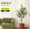 Planta de olivo en maceta para sala de estar interior, esquejes reales, planta grande en maceta, fácil de cuidar, adecuada para inauguración de casa y mudanza