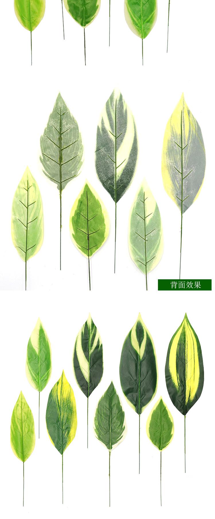 白玉虎兰叶单支_09.jpg