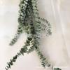 Venta Caliente de Amazon 17 Pies Ramas de Eucalipto Seco Planta para Ducha Lavanda Moneda de Cobre Eucalipto Flores Secas Hojas de Eucalipto Inmortales