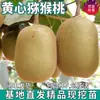 Se plantan plántulas de kiwi Corazón Amarillo en el Norte y el Sur, se plantan plantas en maceta en el patio, y las plántulas injertadas sobreviven y dan fruto en el mismo año.