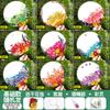 Paquete de Material para Abanico de Flores Secas Hecho a Mano Flor Inmortal Estilo Antiguo Abanico Redondo Evento de Team Building Calentamiento Regalo Día de la Madre DIY