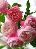 Dropshipping Mil e Uma Noites Mudas de Rosa Flores de Rosa em Vasos Plantas Trepadeiras Cipós Mudas de Rosa Plantas Verdes