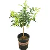 Muda de Árvore de Tuberosa em Vaso Jiulixiang Tuberosa Planta Verde Flores Plantas Repelente de Mosquitos Interno Planta com Sementes Floresce no Mesmo Ano