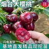 Plántulas de Cerezo Grandes de Una Pieza para Envío Directo Yantai para Plantar en el Norte y el Sur, Plántulas de Cerezo Injertadas de Fruta Extra Grande, Enmacetadas Resistentes al Frío