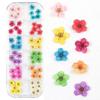 Nueva Uña Japonesa Flor Seca 12 Colores Estrella Girasol Margarita Pequeña 12 Colores Decoración de Flor Seca 24 Flores Secas para Uñas