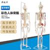 Modelo de esqueleto humano adulto, esqueleto, columna vertebral, disco, articulación, estándar médico, enseñanza, modelo de cuerpo entero
