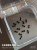 Joia de unha de laço de liga requintada tridimensional pequena gravata borboleta de prata broca de unha rede vermelha explosões decorações atacado