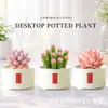 Plantas Suculentas de Interior, Cactos Pequenos em Vasos, Flores, Plantas Verdes, Escritório, Jardim de Infância, Mesa, Suculentas Tipo Cacto