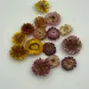 Piñas Secas Flores Secas Frutas Secas Decoración Navideña Accesorios para Guirnaldas Materiales Adornos Retro Hecho a Mano Bricolaje Accesorios para Fotografía